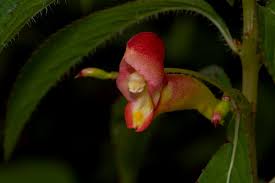 Image result for Impatiens gomphophylla