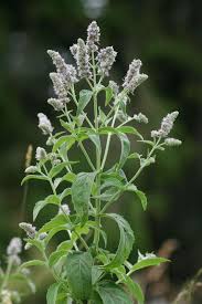 Image result for Mentha longifolia
