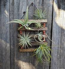 A reclaimed ladder hanging over a bathtub makes a memorable plant display. Small Hanging Wood Cotton Cord Air Plant Ladder With Four Or Etsy