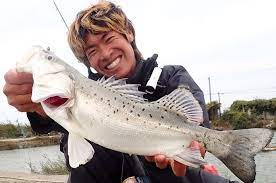 スズキ3種 a 日本に生息するシーバスの種類や生態をご紹介 最大サイズって シーバス スズキ 日本