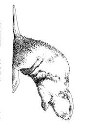 Coloring pages for ice age are available below. Kids N Fun Com 10 Coloring Pages Of Animals Of The Ice Age