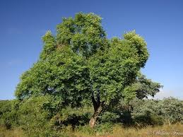 Image result for Pseudolachnostylis maprouneifolia