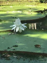 Image result for Nymphaea lotus