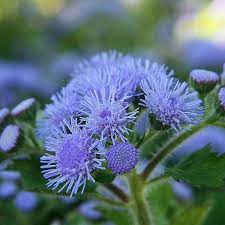 Ageratum Houstonianum Blue Mosquito Repelling Plants Mosquito Plants Blue Flowering Plants