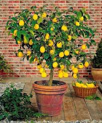 Meyer Lemon Tree Indoor Lemon Tree Fast Growing Trees Plants
