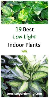 19 Best Low Light Indoor Plants Easy Care Plants Indoor Plants Low Light Best Indoor Plants