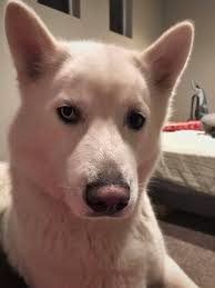 Lost husky in Berryessa area