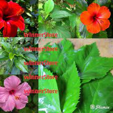  daun bunga raya boleh mengatasi masalah rambut gugur. 30 Lembar Daun Bunga Raya Gushonu Hana Rosemallows Hibiscus Rosa Sinensis Kembang Sepatu Worawari Shopee Indonesia