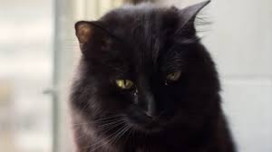 Sad cats tend to be more reactive and act out with aggression or fearfulness. Do Cats Cry Why Are There Tears In My Cat S Eyes Cattime