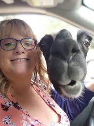 Llama Selfie