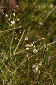 Image result for Swertia welwitschii