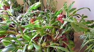 Globular cacti may be solitary, such as ferocactus latispinus, or their stems may form clusters that can create large mounds. My Christmas Cactus Has Lots Of Juicy Fruits Pollination Update Schlumbergera Youtube