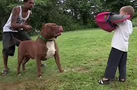 The #1 place to promote your bullies! Giant Pit Bull Has Puppies And It S All Kinds Of Wrong The Dodo