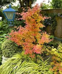 Amber Ghost Japanese Maple Tree By Cottage Farms Direct Japanese Maple Tree Japanese Maple Trees To Plant