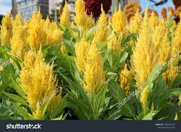 Beautiful Yellow Celosia Phurua Celosia Argentea L Plumed Cockscomb Celosia Cristata Flower The Family Amarantha In 2020 Natural Background Stock Photos Beautiful