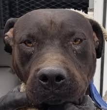6 Month American Pitbull Terrier Black And White Pin On Pups And All Precious Animals That Need Help