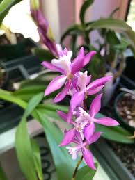 Image result for Bulbophyllum vulcanicum