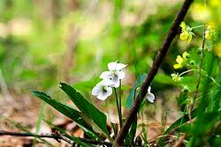 Image result for Viola abyssinica