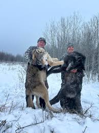 WOLF HUGS WEDNESDAY x2 What a morning my hunter and I snuck into a bait for  first light the coyote loving wolf was feeding by himself a quick range of  322 yards