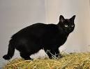 British Shorthair Black Kitten