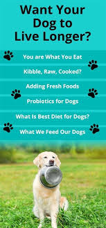 What Should I Feed My Dog Dog Stuff Dog Feed Stuff In 2020 Best Diet For Dogs Dog Nutrition Best Dog Food