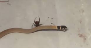 Snake and spider locked in a brutal death match. Video Of Redback Spider Killing Venomous Brown Snake In Australia Goes Viral Cbs News