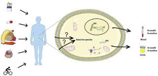 Maybe you would like to learn more about one of these? Interventions Targeted At Oxidatively Generated Modifications Of Nucleic Acids Focused On Urine And Plasma Markers Sciencedirect