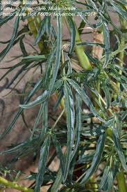 Image result for Sesamum alatum