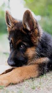 Pin By Mangle On Animals In 2020 Puppies Shepherd Puppies Dog Pictures