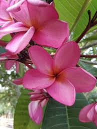 Check spelling or type a new query. Bunga Kamboja Steemit