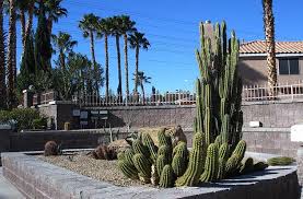 How much light does your cactus need? Creating A Cactus Garden Gardening Site
