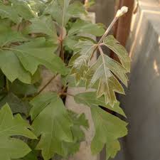 Image result for Cissus alata