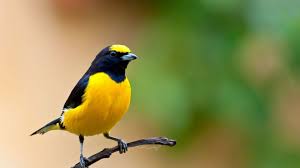 Check spelling or type a new query. 71 Cute Hd Wallpapers For Desktop