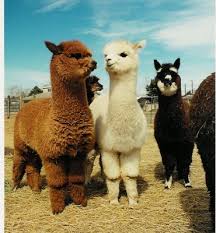 Image result for llama
