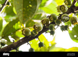 Image result for Bellucia