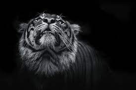 Download 4k wallpapers ultra hd best collection. Hd Wallpaper Dark Black 4k Tiger Wallpaper Flare
