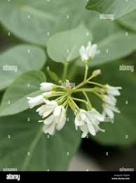 Image result for Marsdenia dregea