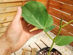 Image result for Erythrina zeyheri