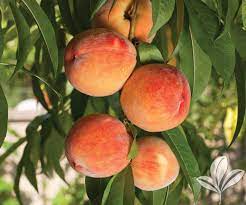 Very showy, great looking bloom. Peach Loring Covingtons