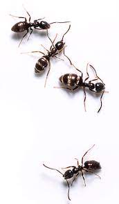 The things to control ant infestation are much the same as you would do to naturally control cockroaches. Ant Control Ant Exterminators Lloyd Pest Control