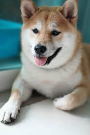 Maybe you would like to learn more about one of these? Shiba Inu Price How Much Does It Cost To Raise A Shiba Inu Dog Your Dog Advisor