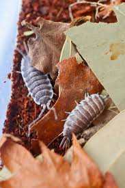 How to care for Porcellio hoffmannseggi (The Titan Isopod)