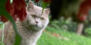 British Shorthair Cinsi Ve Ozellikleri Kedi Kopek Ve Diger Evcil Hayvanlar Icin En Iyi Bakiciyi Bul Petsurfer