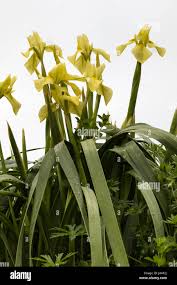 Image result for Moraea spathulata