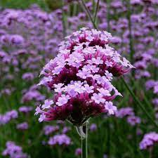 Edelweiss flower bunga kering mawar ungu wallpaper bunga. Gambar Bunga Edelweis Ungu Gambar Bunga