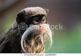 Emperor tamarin, monkey drawing, monkey print, monkey wall art, vintage monkey, realism pencil drawing, wildlife art, monkey realism, print. Monkey Emperor Tamarin Monkey On Branch White Mustache Monkey Emperor Tamarin Monkey On Branch Mustache Canstock