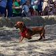 Savannah Wiener Dog Races