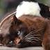 Cat and rats bond at Bendigo mobile animal farm Animals 2 U