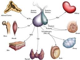 Medical Significance Of Hormones In The Endocrine System Their Metabolism Actions And Receptors Endocrine System Endocrine Disorders Endocrine