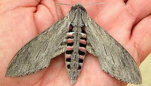 Pin En Mariposas